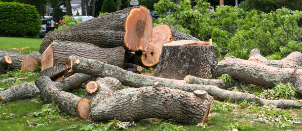 Best Arborist Consultation Services  in Hawthorne, FL