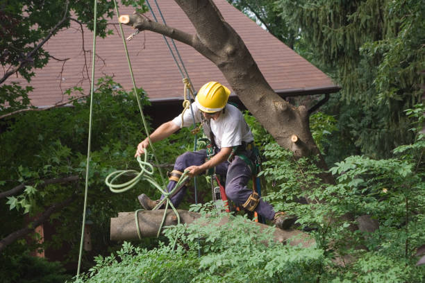 Best Tree Maintenance Programs  in Hawthorne, FL