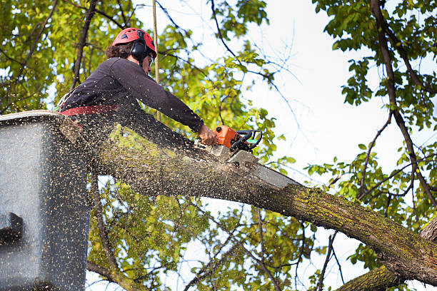 How Our Tree Care Process Works  in  Hawthorne, FL