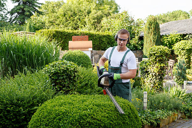 Best Tree Removal  in Hawthorne, FL