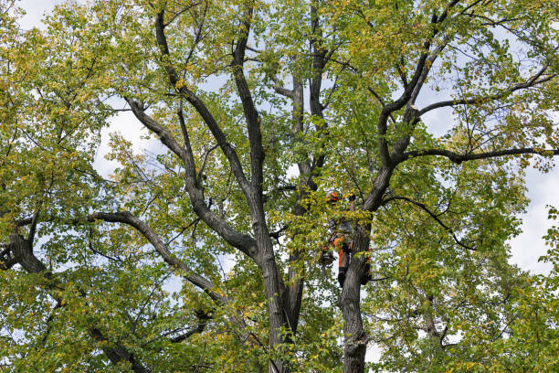 Reliable Hawthorne, FL Tree Services Solutions